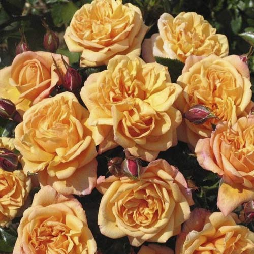 Vrtnica plezalka Susie ®, С5 slika 1 članek 6183