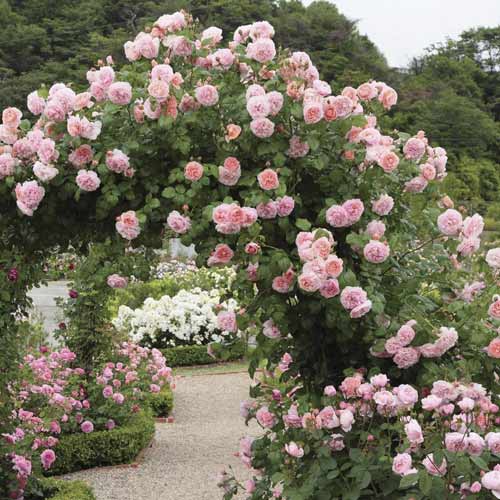 Vrtnica plezalka Valeria slika 1 članek 6258