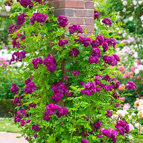 Vrtnica plezalka Violet slika 1 članek 5894