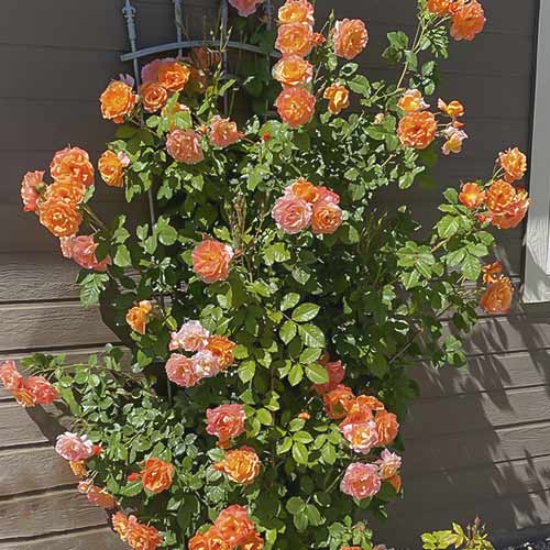 Vrtnica plezalka Westerland slika 1 članek 6259