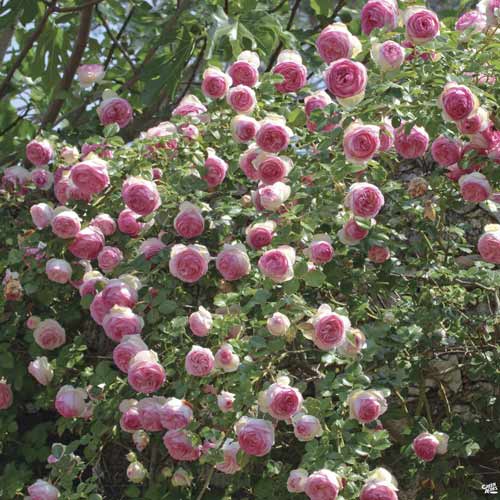 Vrtnica plezalka Eden Rose ®, C3 slika 1 članek 4559