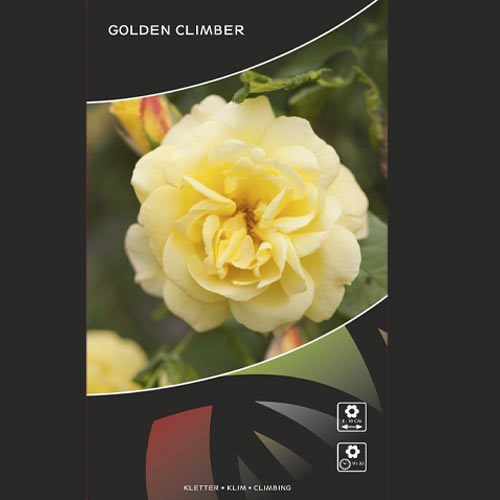 Vrtnica plezalka Golden Climber®, C3 slika 3 članek 5826