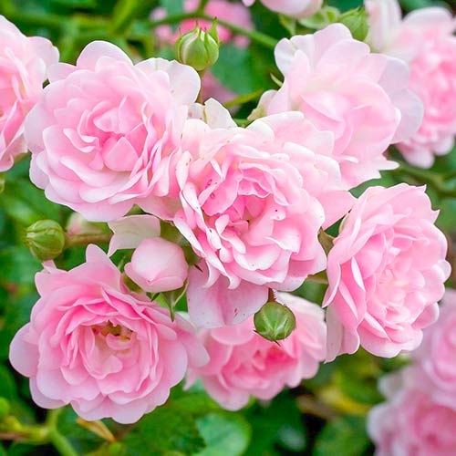 Vrtnica The Fairy slika 1 članek 5010