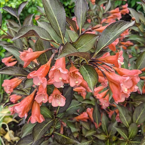 Weigela All Summer Peach, С2 slika 1 članek 8269