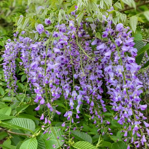 Wisteria floribunda Multijuga, С2 slika 1 članek 8275