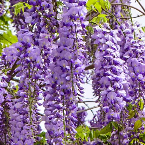 Wisteria floribunda Royal Purple, С2 slika 1 članek 8276