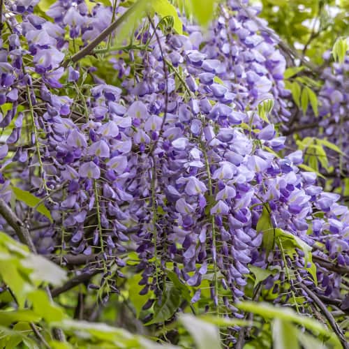Wisteria sinensis Amethyst, С2 slika 1 članek 8281