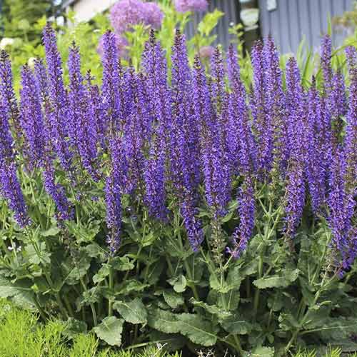 Zajbelj Midnight Purple, С3 slika 1 članek 8575