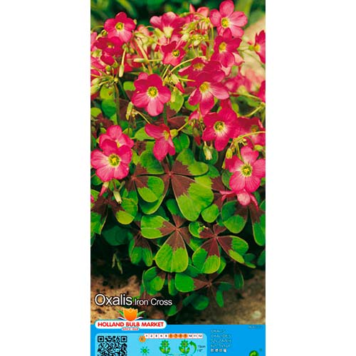 Zajčja deteljica Iron Cross slika 1 članek 76481