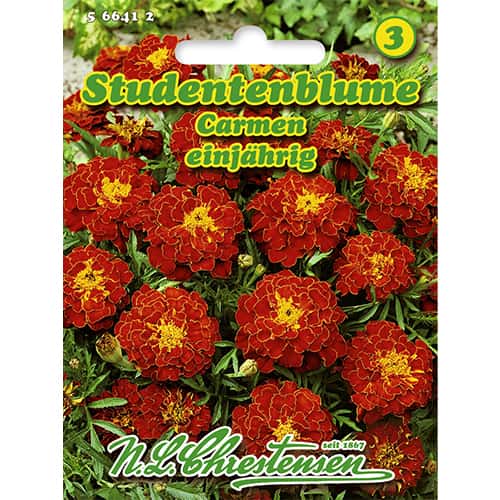 Žametnica Carmen slika 1 članek 86204