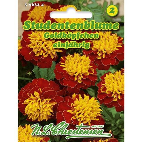 Žametnica Gold Heads slika 1 članek 86207