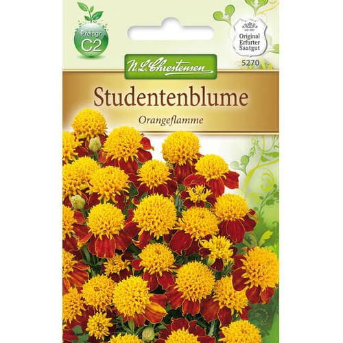 Žametnica Orange Flame Chrestensen slika 1 članek 78941