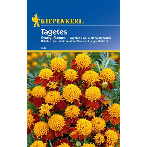 Žametnica Orange Flame Kiepenkerl slika 1 članek 86542