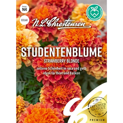 Žametnica Strawberry Blonde slika 1 članek 86203