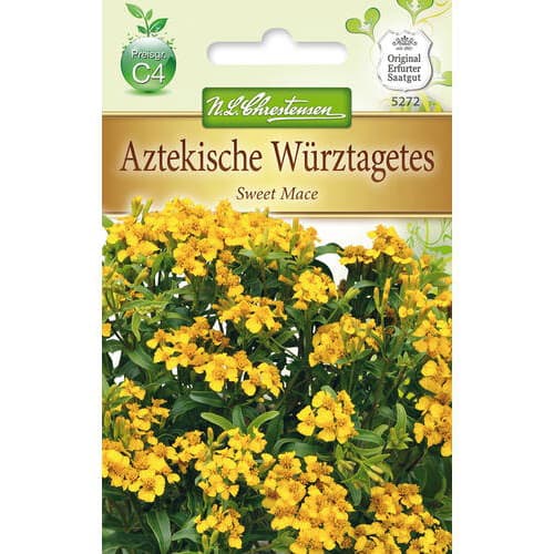 Žametnica Sweet Mace slika 1 članek 78942