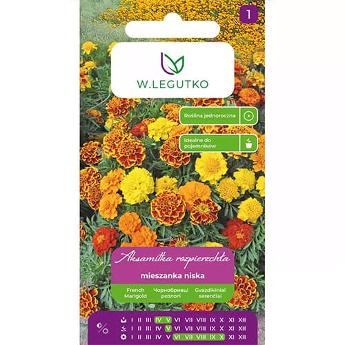 Žametnica, večbarvna mešanica slika 1 članek 69551