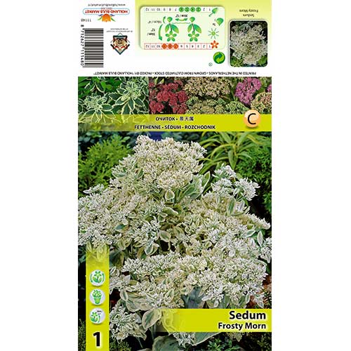 Žejno ledeno jutro slika 1 članek 70487