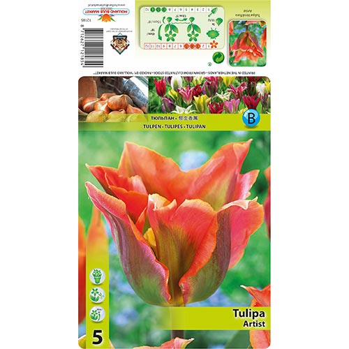 Zelenocvetni tulipan Artist slika 1 članek 68401