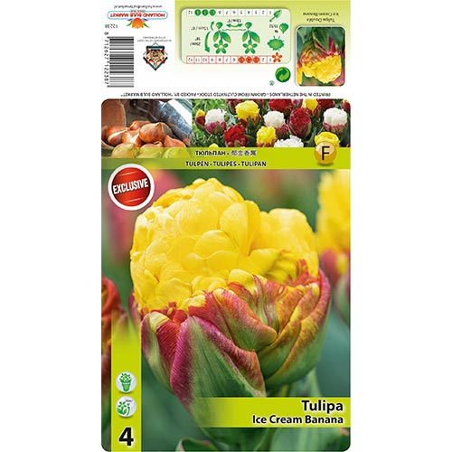 Zelenocvetni tulipan Ice Cream Banana slika 1 članek 68402