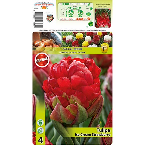 Zelenocvetni tulipan Ice Cream Strawberry slika 1 članek 68403