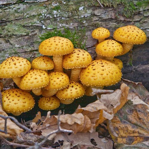 Židki luskinar Chrestensen slika 1 članek 96884