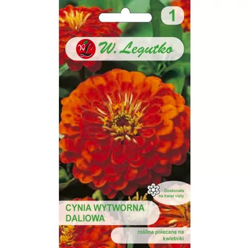 Zinnia dalia Orange King slika 1 članek 78542