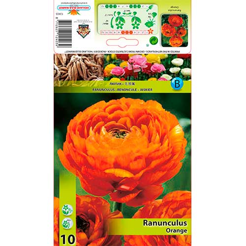 Zlatica (Ranunculus) (Lutic) Orange slika 1 članek 76357