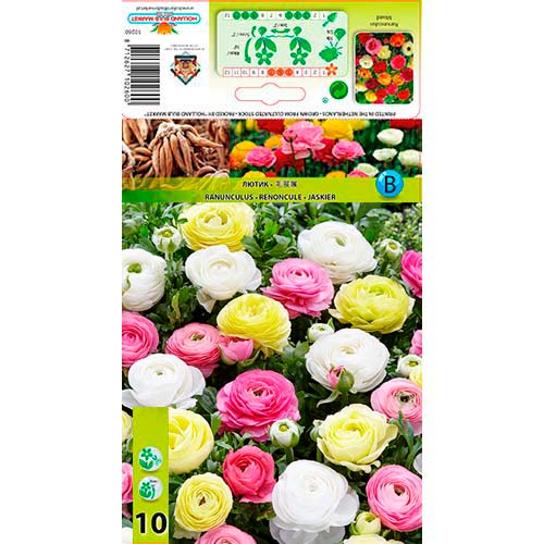 Zlatica (Ranunculus) (Lutic) Pastel, mešanica slika 1 članek 76356