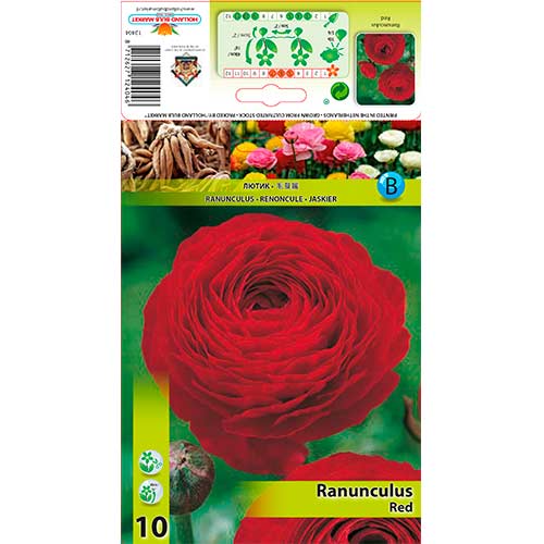 Ranunculus Ed slika 1 članek 76359