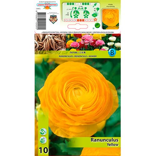 Zlatica (Ranunculus) (Lutic) Yellow slika 1 članek 76361
