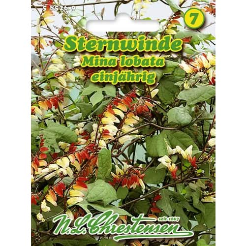 Zvezdasti slak Mino Lobada slika 1 članek 96440