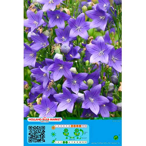 Zvončnik Blue slika 1 članek 76497