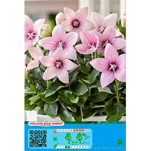 Zvončnik Pink slika 1 članek 76498