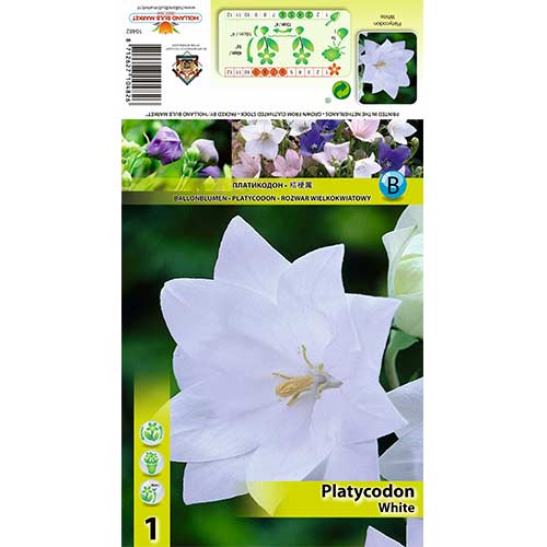 Zvončnik White slika 1 članek 70449