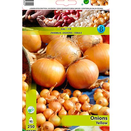 Čebula rumena slika 1 članek 70496