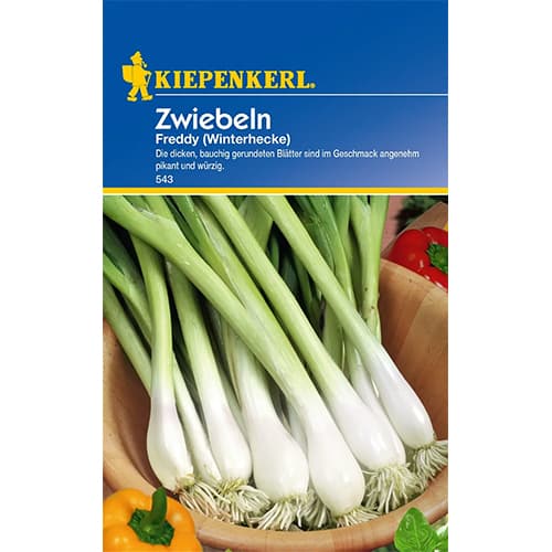 Čebula Winterhecke slika 1 članek 77460