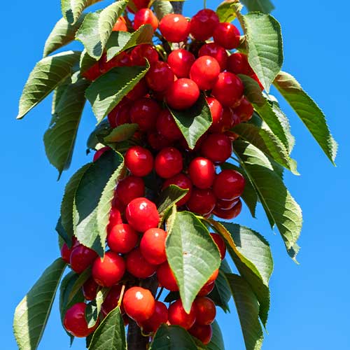 Češnja (stebričasta) Her Torra slika 1 članek 2010