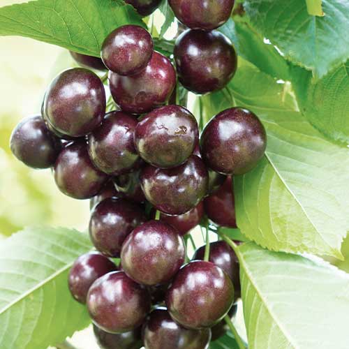 Češnja (stebričasta) Narana slika 1 članek 2011