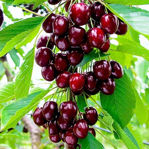 Češnja (stebričasta) Reggina slika 1 članek 2012