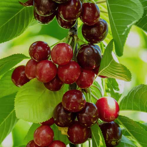 Češnja (stebričasta) Sabrina slika 1 članek 2013