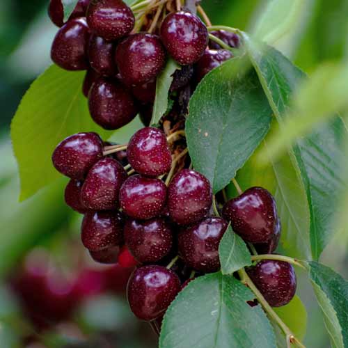 Češnja (stebričasta) Samba slika 1 članek 2014