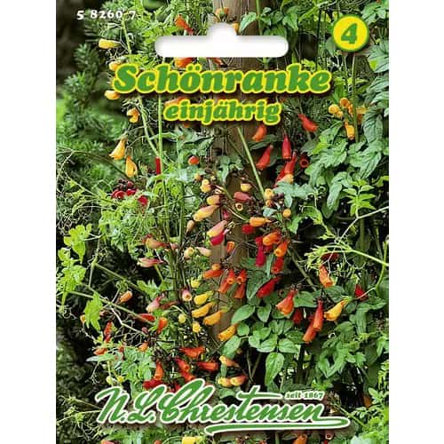 Čilski slava Cvet slika 1 članek 96417