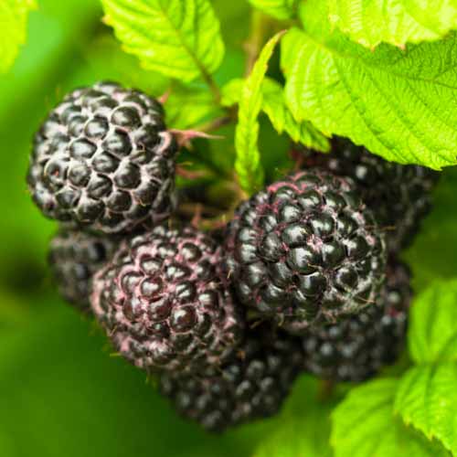 Črna malina Black Jewel, Р9 slika 1 članek 7549