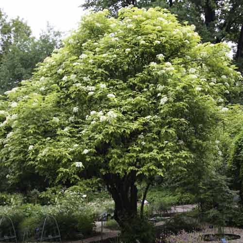 Črni bezeg Aurea, С3 slika 1 članek 8576