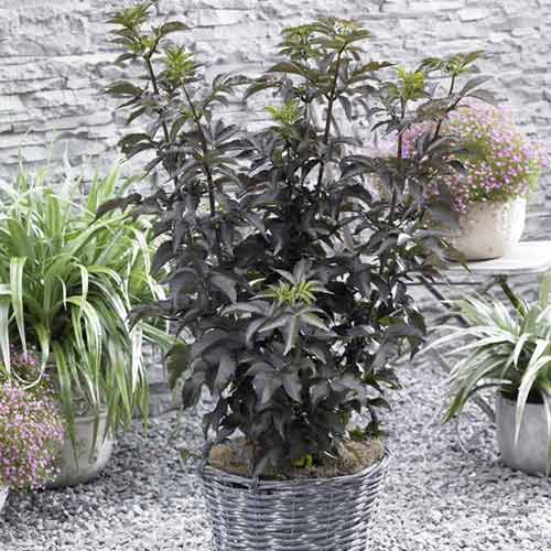 Črni bezeg Black Tower PBR, С5 slika 1 članek 8577