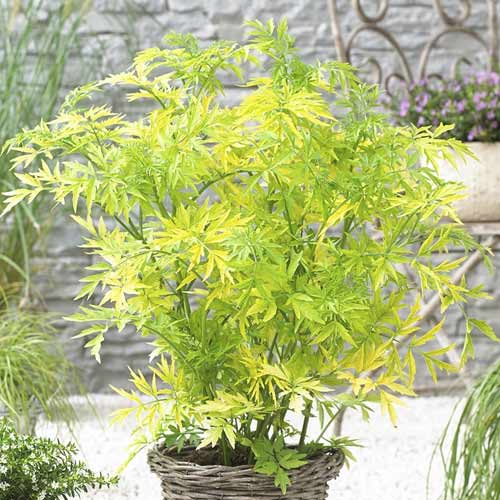 Črni bezeg Golden Tower PBR, С3 slika 1 članek 8578