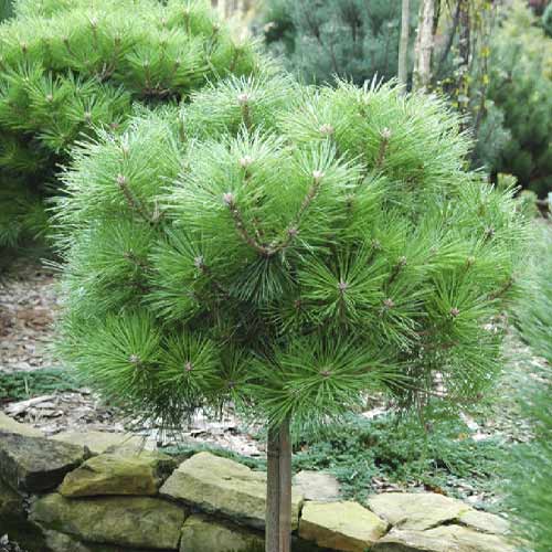 Črni bor Brepo, C5 slika 1 članek 8255