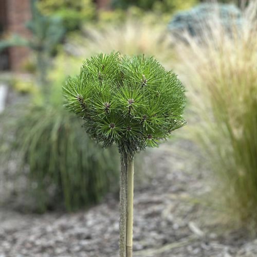 Črni bor Merci PBR, C5 slika 1 članek 8256