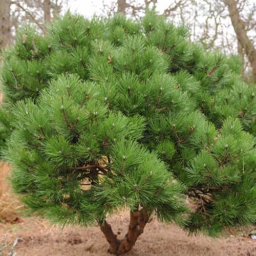 Črni bor, C2 slika 1 članek 9689