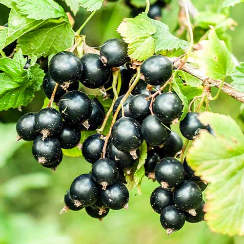 Črni ribez Big Ben, Р9 slika 1 članek 7575